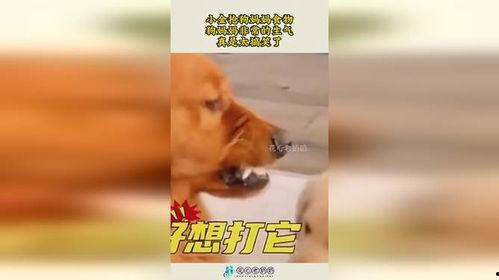 娱乐吃瓜酱中狗妈,娱乐吃瓜酱中的明星宠妈故事