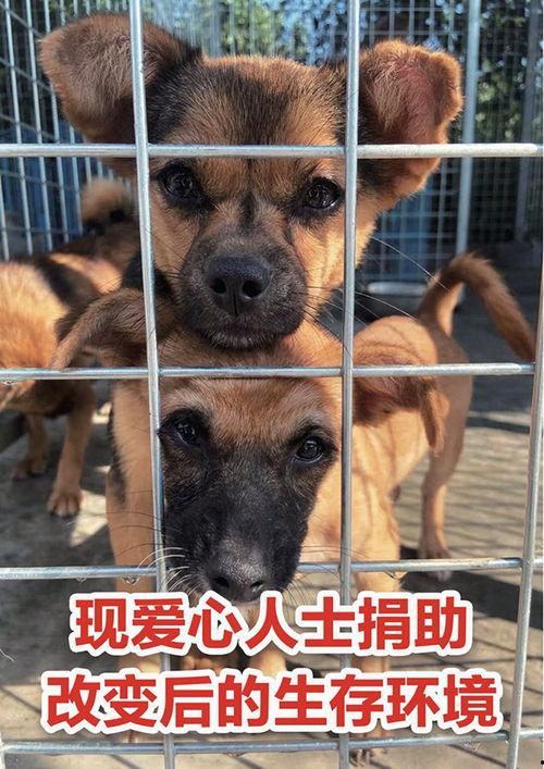 娱乐吃瓜酱中狗妈,娱乐吃瓜酱中的明星宠妈故事